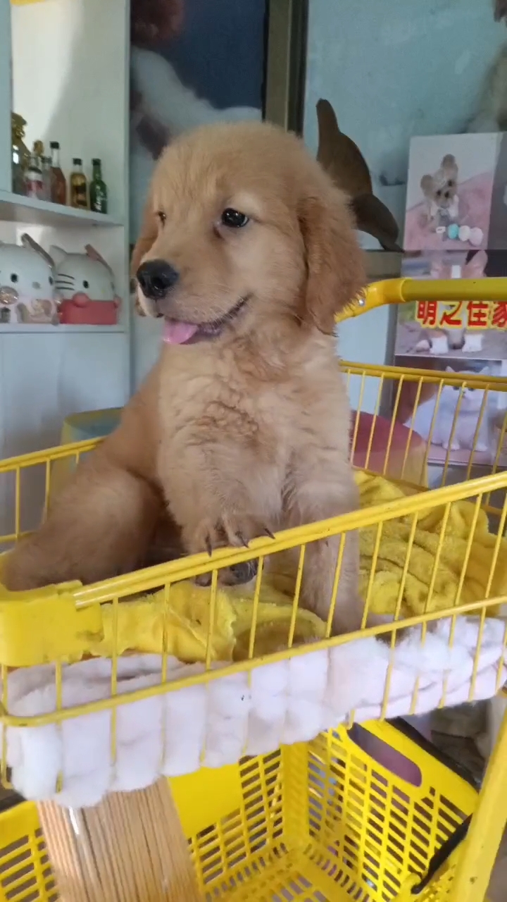 双血统英系金毛幼犬